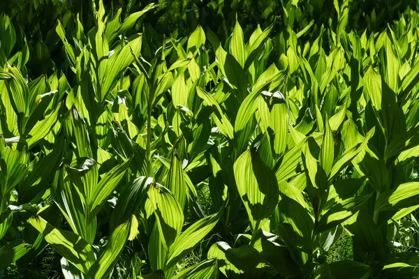 Mısırlı Lily namı diğer sahte Hellebore bitkileri güneş ışığıyla aydınlatılıyor (Veratrum kaliforniyumu)