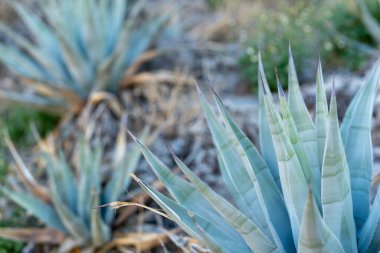 Close up of Desert Agaves (Agave deserti) cactus clipart