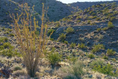 Ocotillo plant in the desert. Left aligned with copy space. clipart