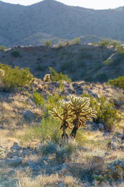 One silver cholla cactus backlit by sun in the Sonoran Desert of California clipart