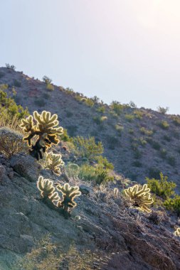 Çoklu Gümüş Cholla kaktüsü Sonoran Çölü Kaliforniya 'sında sabah güneşiyle aydınlanır.