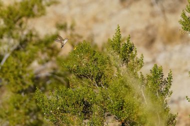 Female ruby-throated Hummingbird collecting nectar from creosote bush with yellow flower clipart