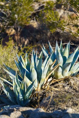 Çöl Agave gruplaşması gün ışığında (Agave deserti)