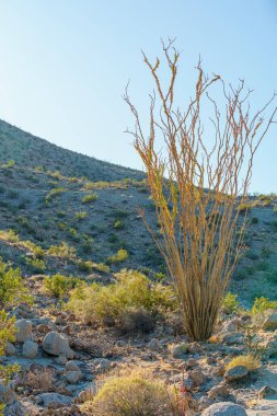 Yeşil çöldeki Ocotillo bitkisi. Güneş ışığı ve kopyalama alanı.