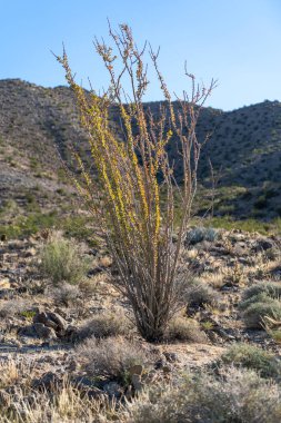 Ocotillo bitkisi çölde güneş ışığı ve dağlarla birlikte.