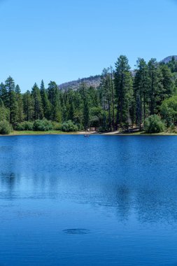 Koyu mavi suyu olan sakin bir göl kısmen su bitkileriyle kaplıdır. Uzak kıyı açık mavi bir gökyüzünün altında kozalaklı ağaçlarla kaplı. Sahne fotokopi alanı ile huzurlu. San Bernardino Ulusal Ormanı 'ndaki Jenks Gölü.