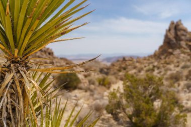 Mojave Yucca önplanda Joshua Tree Ulusal Parkı, California manzarası ile fotokopi alanı