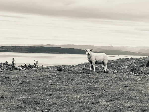 Schafe Weiden Auf Dem Gras — Stockfoto