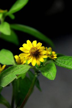 Güzel botanik fotoğrafı, doğal duvar kağıdı.