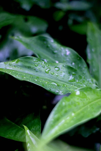 Капли Дождя Зеленые Листья Растительный Фон — стоковое фото