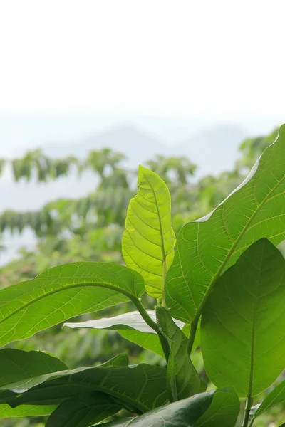 Folhas Chá Verde Campo Com Vista Para Montanha Fundo — Fotografia de Stock