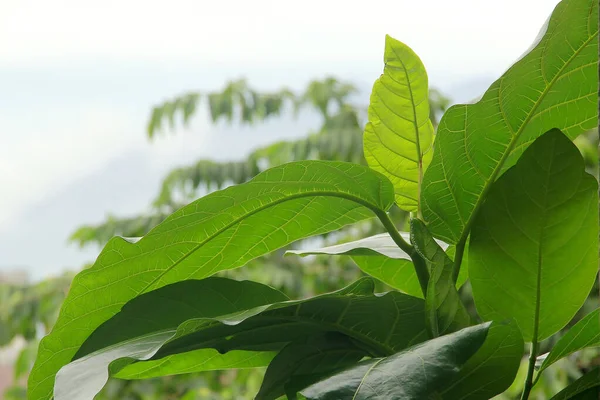 Зеленый Чай Листья Поле Видом Горы — стоковое фото