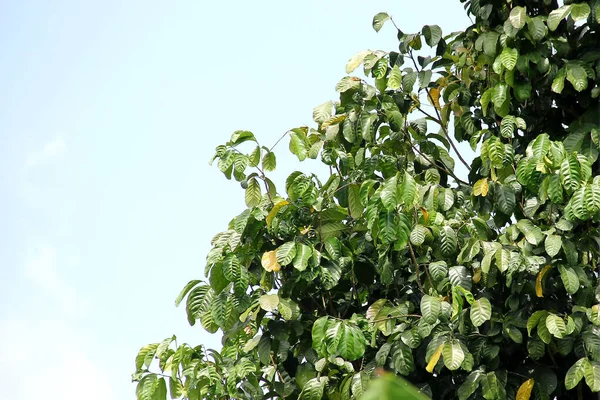 Зеленые Листья Дереве Голубым Небом Заднем Плане Фото Акции — стоковое фото