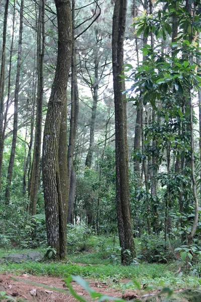 Árvores Floresta — Fotografia de Stock