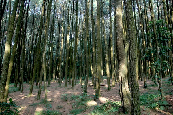 Bäume Wald — Stockfoto
