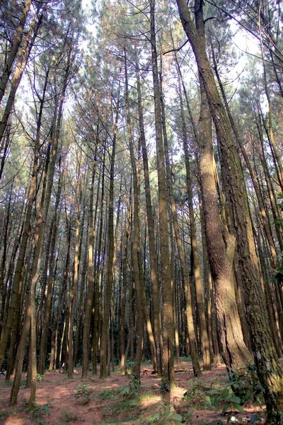 Pohon Pohon Hutan — Stok Foto
