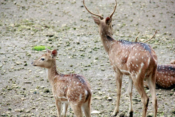 動物園の落下した鹿 動物園の野生動物たち — ストック写真