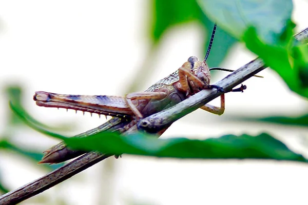 Grasshopper Branch Garden — Stock Photo, Image