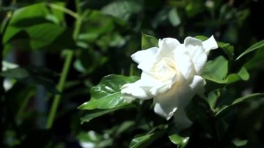 View of tree with beautiful white jasmine flowers in outdoor garden