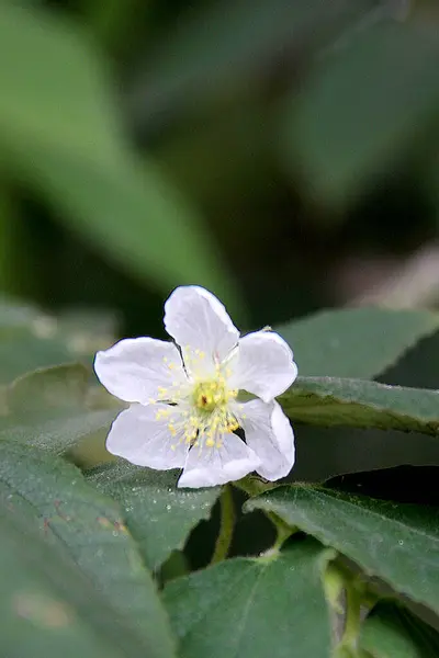 Zblízka Květ Ostružiny Trigonella Japonica Zeleném Listu — Stock fotografie