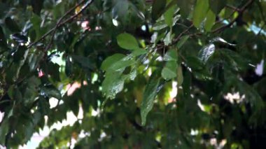 Rambutan meyvesi yaprakları yağmur damlaları arasında öğleden sonra
