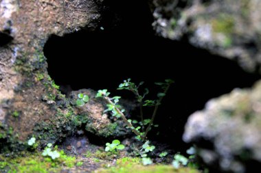 Kayadaki delikte büyüyen yeşil bitki, siyah arka planda..