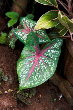 Kızıl Yıldız Caladium Bicolor süs bitkisinin yaprakları, sabah atmosferinde toprak ve çimen arasında çiğ damlaları ile.