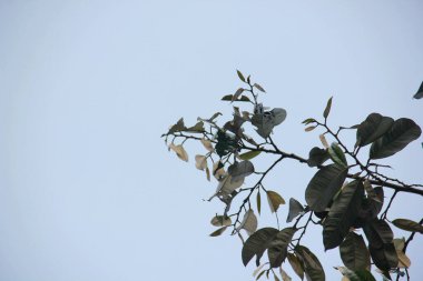 Ökseotu çiçeği yaprakları, parlak mavi gökyüzüne karşı yeni yapraklar filizlenir..