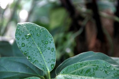 Yeşil çimen jöle bitkisi yaprakları, yaprakları çiğ damlaları, yemyeşil bitkilerin bokeh arkaplan.