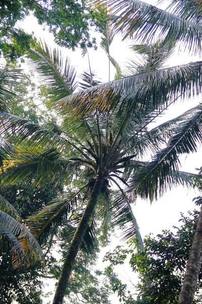 Çevresindeki gölgeli ağaçların arasında sabahları mavi gökyüzüne karşı bir sürü meyve veren yeşil hindistan cevizi ağaçları..