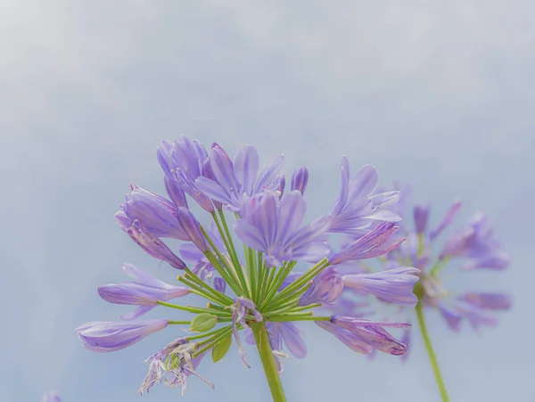 Blue flowers in mist with gentle and blurry effect. Inflorescence of purple agapanthus with haze dissipating attention