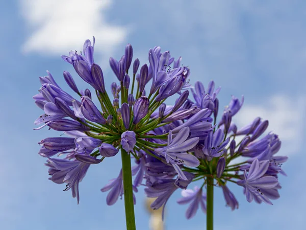 Blue round inflorescence of flowers shaped like bells. Agapanthus flowers against the blue sky