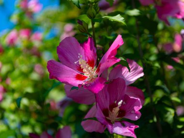 Güneşte güneşlenen beyaz erkek ambarının arkasında 2 pembe canlı amber çiçeği. Yapraklardan dağılan gölgeler ve yeşil zıt arkaplan resme renk katar.