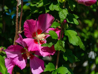 Işıl ışıl pembe iki Hibiscus çiçeği ve açık sarı uzun erkek organlar. Yeşil yapraklarla kaplı ve kısmen gölgelenmiş çiçek kalibreleri