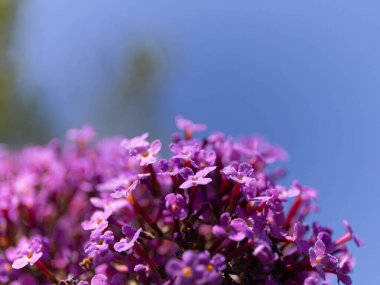 Ortası kırmızı saplı ama leylak yapraklı küçük Buda çiçekleri. Gökyüzü mavi bulanık.