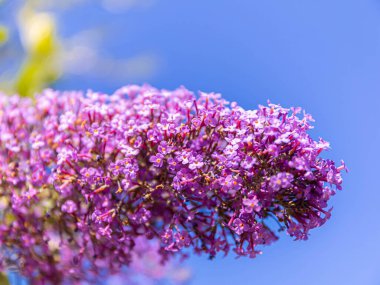 Mor pembe Buddleja çiçeklerinin gür, uzun cilveleri. Mavi gökyüzüne karşı 1000 küçük çiçek