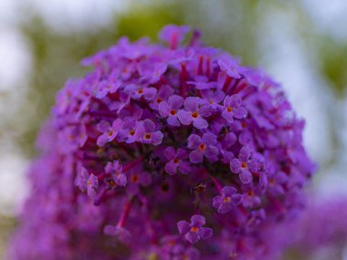Ön planda bir buket küçük Buda çiçeği. Çiçek rengi eflatun bir arka plan.