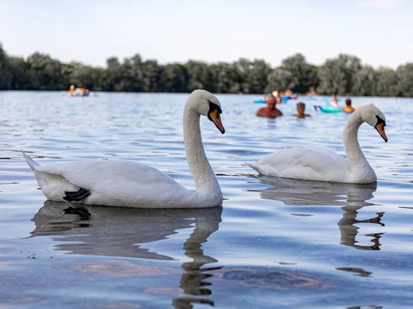 Two swans in the same pose swim next to each other with their necks bent slightly. The swan tucked its black webbed feet under itself