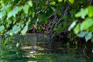 Kavanozun yaprakları ve dalları kıyıları yıkamak için suya dokunur, bu yüzden kökleri de gölette. Zümrüt su, yeşil yapraklar, yeşil yaprak arka plan