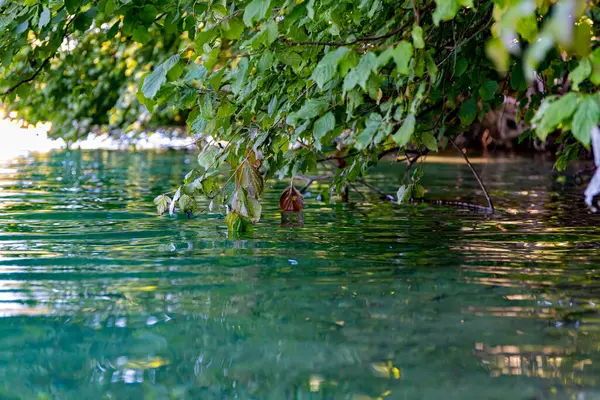 Tree leaves dip into emerald water leaving ripples on the surface. Aquatic Jungle can even be found in the local lake