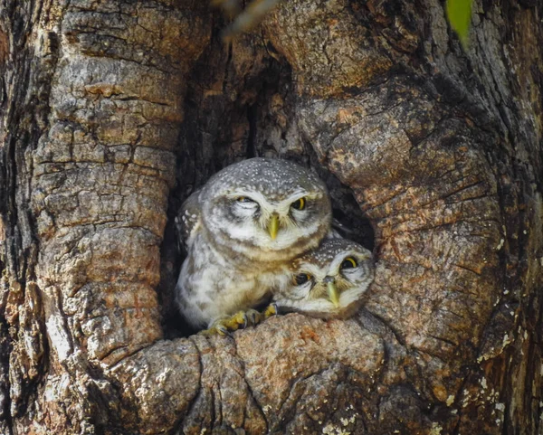 Spotted Owlet Woods India — Stock Photo, Image