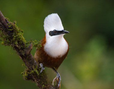 Sattal & Uttarakhand kuşları