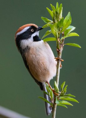 Sattal & Uttarakhand kuşları