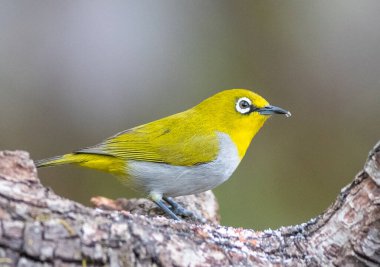 Sattal & Uttarakhand kuşları