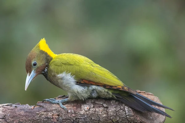 Птицы Саттала Уттаракханда — стоковое фото