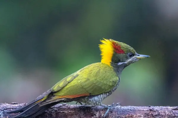 Птицы Саттала Уттаракханда — стоковое фото