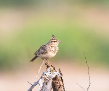 Sattal & Uttarakhand kuşları