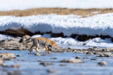 Gurudongmar Gölü 'nden Tibet kum tilkisi, Kuzey Sikkim