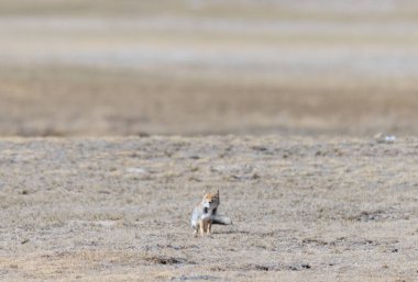 Gurudongmar Gölü 'nden Tibet kum tilkisi, Kuzey Sikkim
