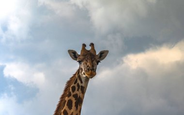 Masimara, Kenya savanından Afrika zürafası